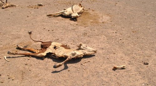 Carcasses of cattle litter the landscape in northeastern Ethiopia. More than 80 percent of Ethiopia's population works in agriculture, making the country especially vulnerable to drought.